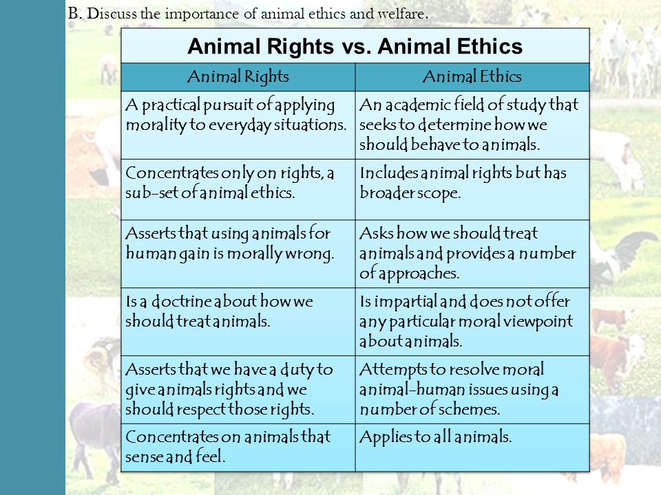 The importance of the issue of the rights of animals